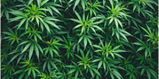 Cannabis: Das „Grüne Gold“ erobert Nordamerika